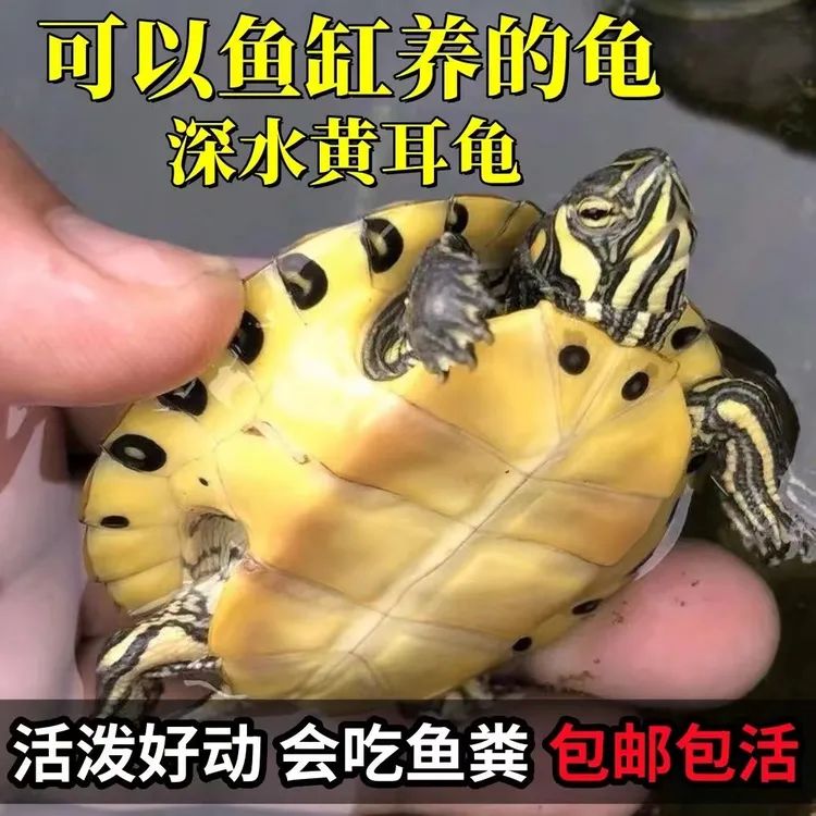 【鱼缸混养龟】深水龟黄耳龟乌龟活物冷水乌龟长寿龟家养观赏小乌龟