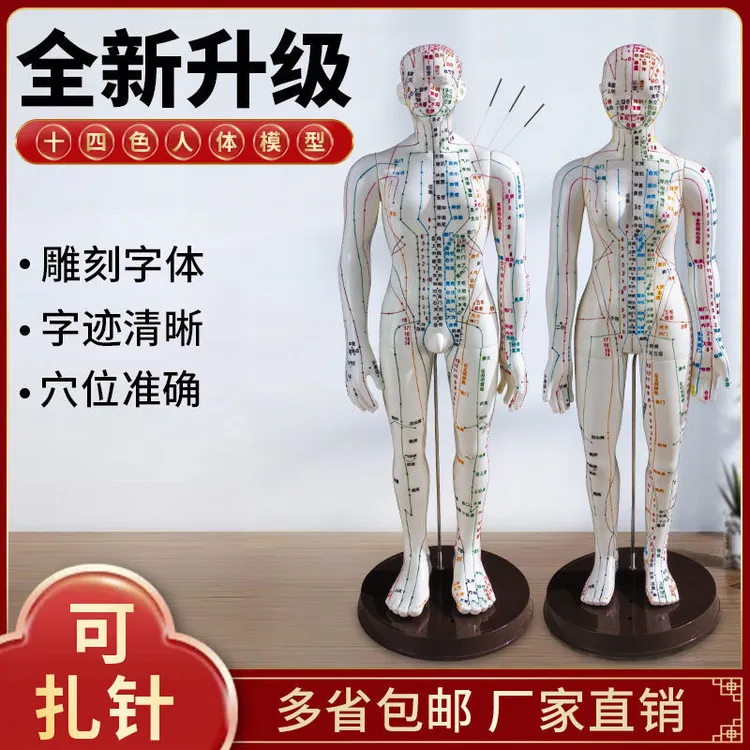 针灸穴位人体彩色模型全身家用中医十二经络图小皮人硅胶扎针练习