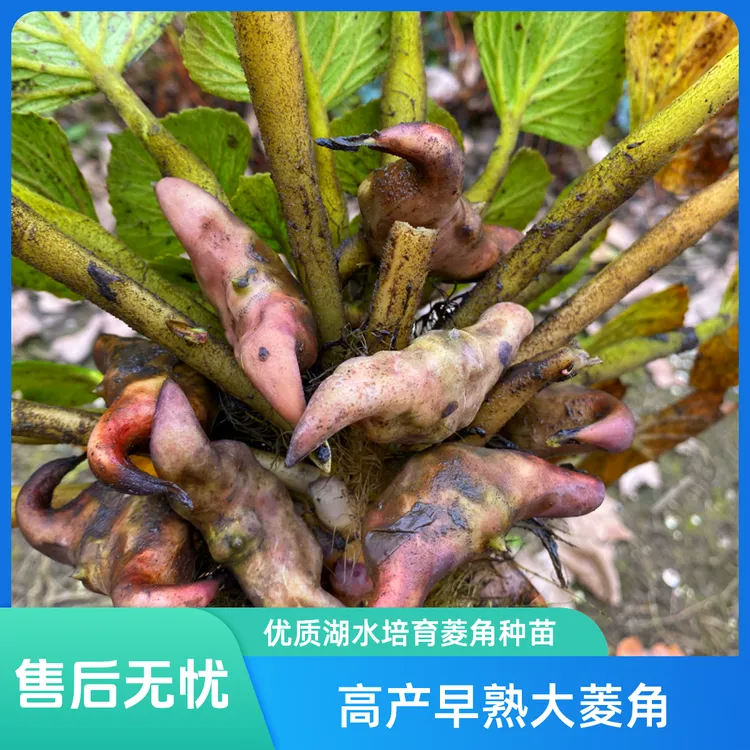特大老菱角种子改良高产青菱角种子种苗早熟薄皮菱角