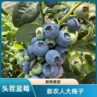 【超大霸王莓】22-28mm 新鲜采摘 花香蓝莓 花青素水果酸甜爆汁顺丰