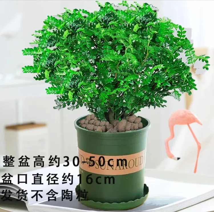 【加仑盆清香胡椒木】正宗基地直销高档净化空气盆栽绿植室内花