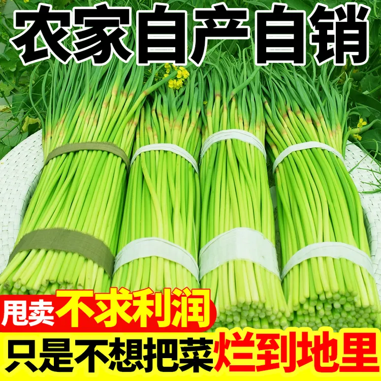 【卖爆了】23年蒜苔新鲜新蒜薹蒜毫应季蔬菜批发蒜苗大蒜头红帽蒜苔