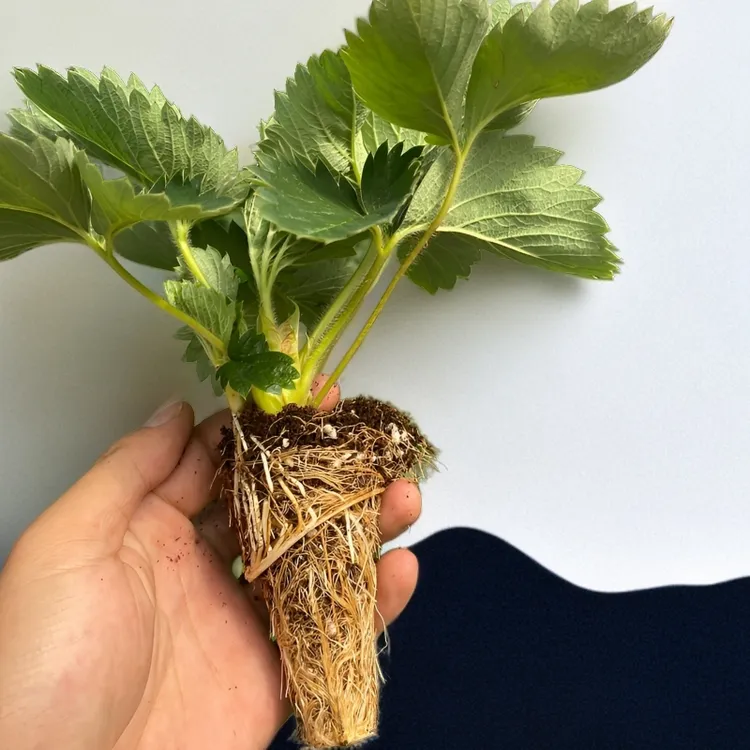 精选草莓苗红颜章姬越秀四季奶油草莓苗南方盆栽种植地栽草莓苗