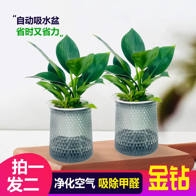 【 买一送一】金钻盆栽室内净化空气美观桌面绿植办公室四季常青商品图