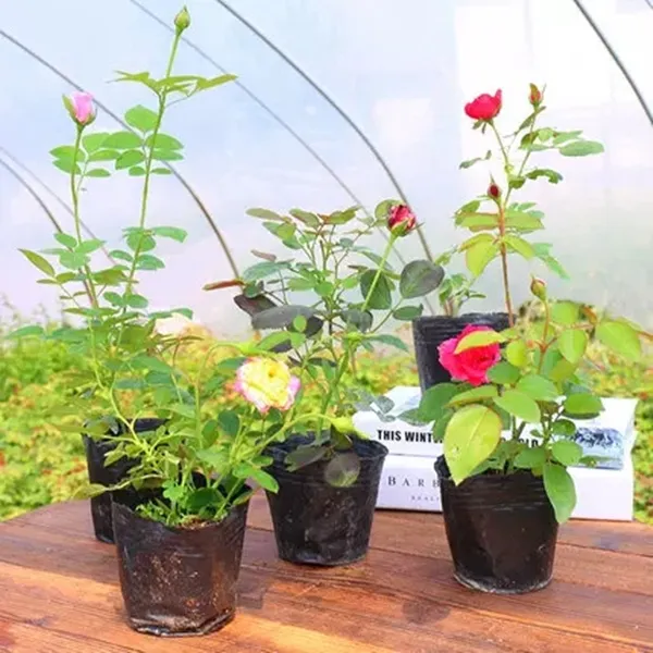 【3颗包邮】月季花灌木欧月小杯苗阳台盆栽庭院地栽好养花卉大花