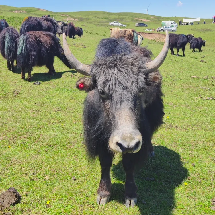 【牦牛组合装】高原牦牛肉原切新鲜牦牛肉 组合装 4斤各2包