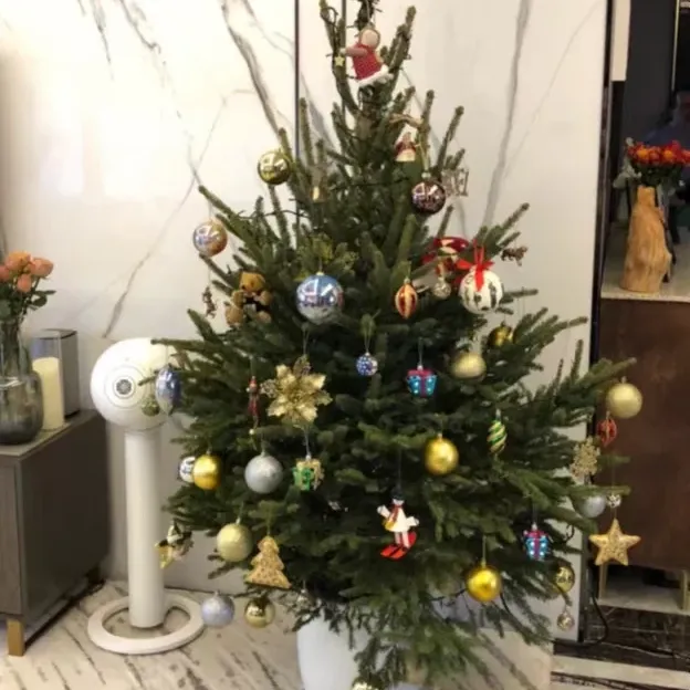圣诞树真树2025新款家用装饰云杉盆栽圣诞室内庭院装饰送小灯笼