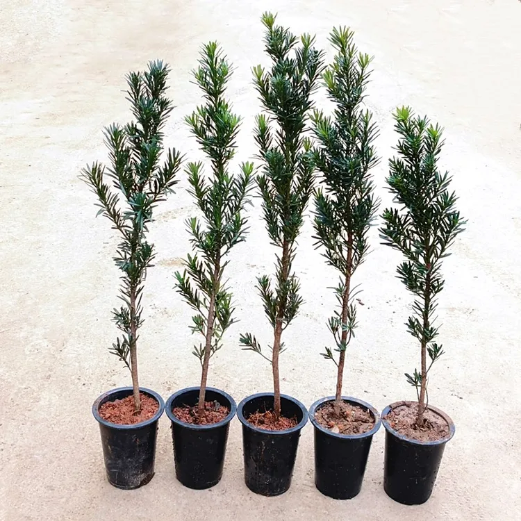 播种罗汉松树苗四季常青迎客松庭院室内盆景大小苗盆栽树桩造型