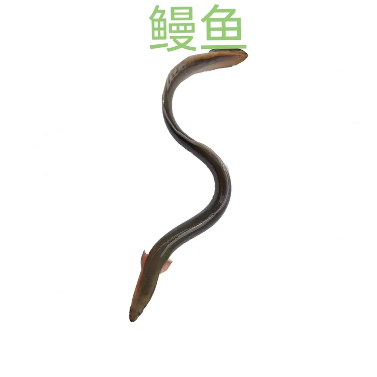 鳗鱼金鱼淡水鱼白鳝鱼精品河鳗鱼金鱼（16-20厘米）发货观常鱼