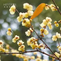 海蒂的花园腊梅切花庭院观赏花朵香味悠长先花后叶花园地栽