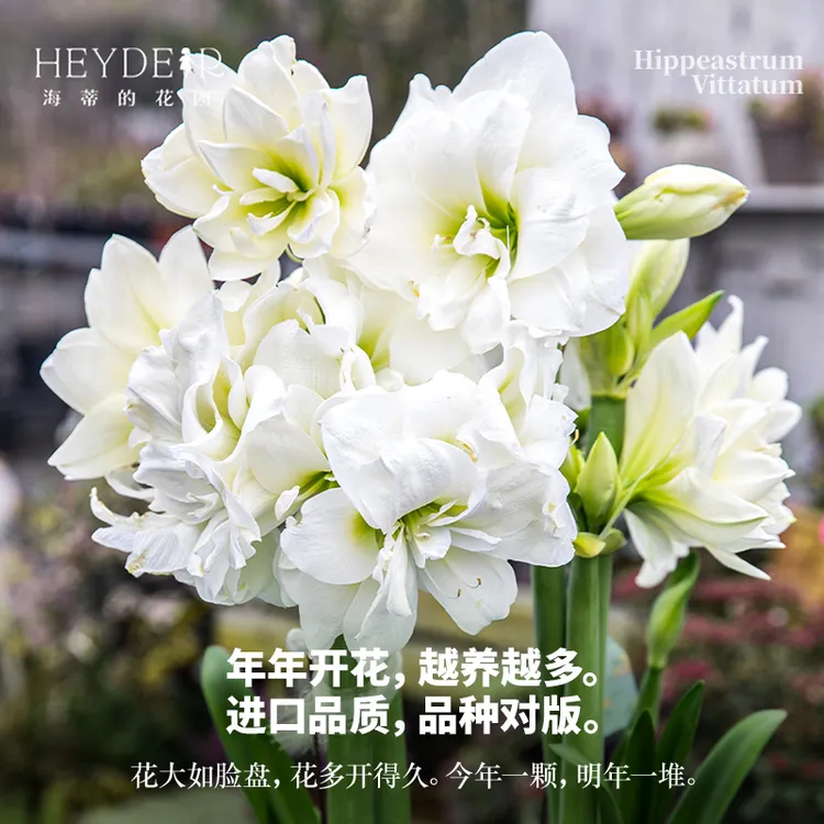 海蒂的花园朱顶红种球正版进口当季开花阿弗雷室内阳台栽种球花卉商品图