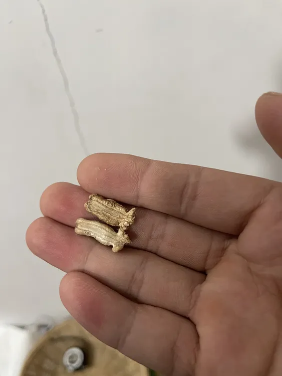 八十公分莲花头葫芦种子10颗数量不多