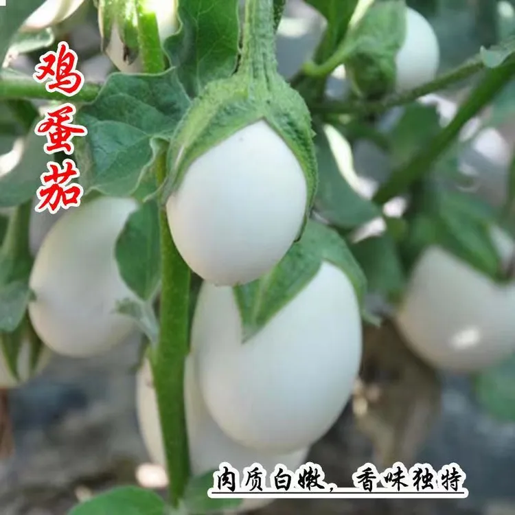 【新疆包邮】鸡蛋茄子 家庭阳台盆栽