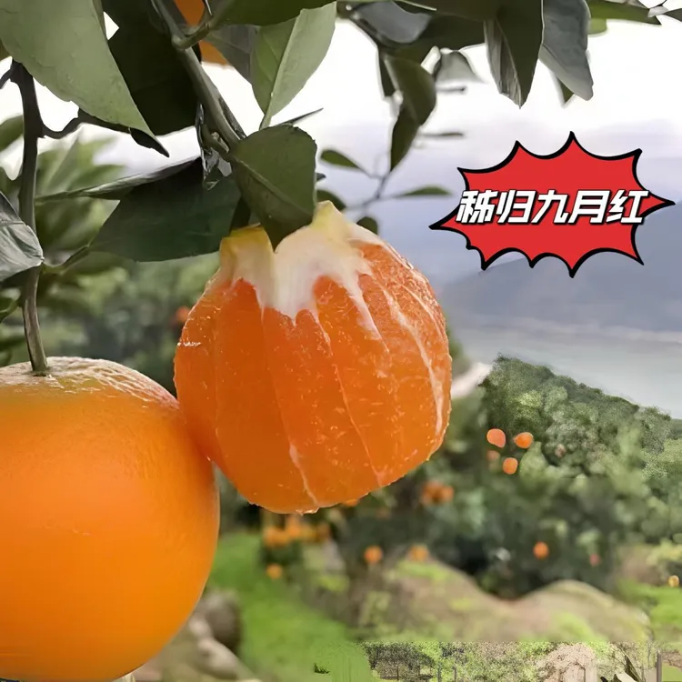 湖北秭归三峡秋橙九月红应季脐橙现摘现发/个小/5-9斤/坏果包赔