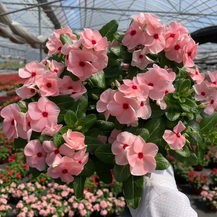 天天开长春花盆栽四季开花耐热多年生阳台庭院植物花卉