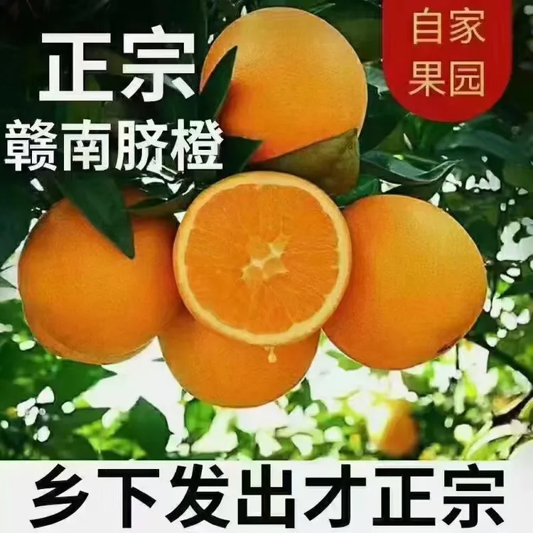 江西寻乌赣南脐橙现摘现发香甜多汁新鲜水果