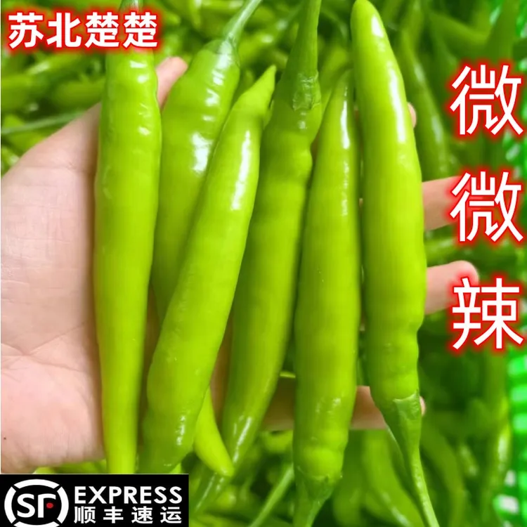 苏北农家自种杭椒青椒中辣辣椒长尖椒现摘现发新鲜采摘顺丰