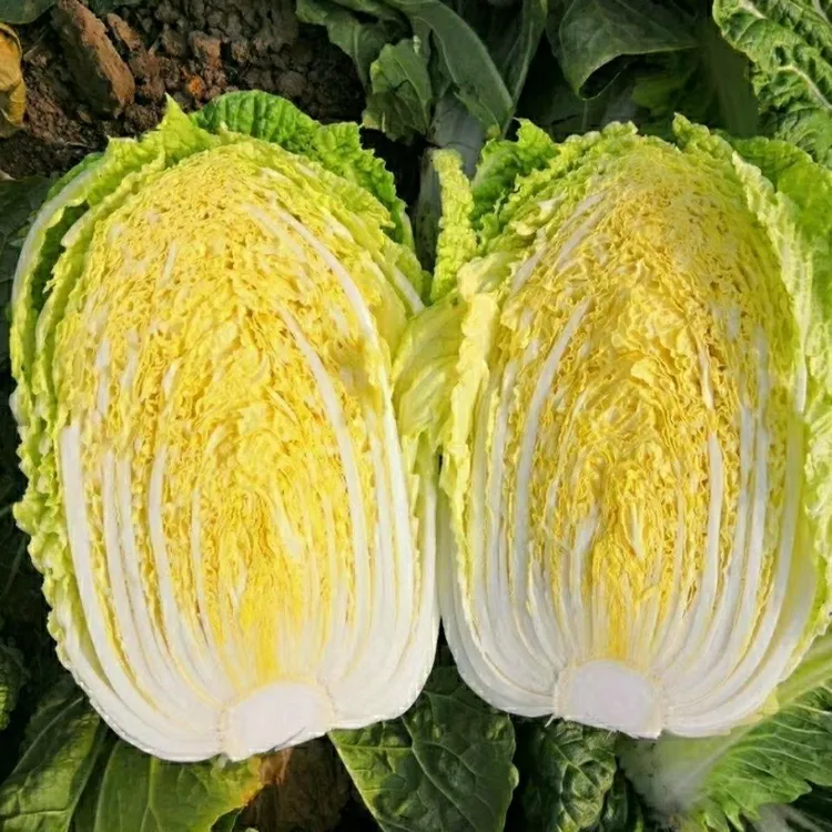 甘肃高原娃娃菜新鲜采摘鲜嫩可口（包邮）