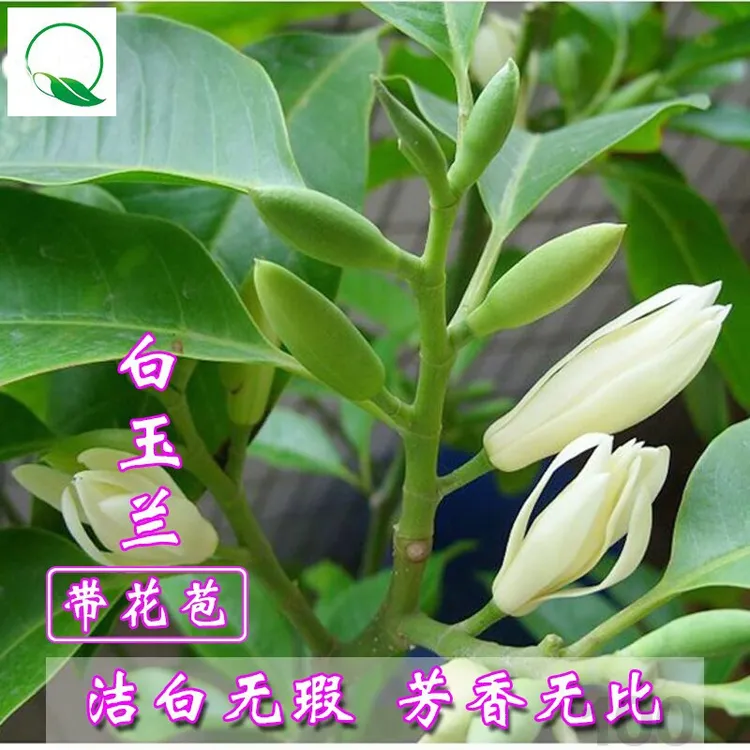 浓香型白兰花盆栽带花苞白玉兰花树苗种植四季开花黄角兰好养花卉