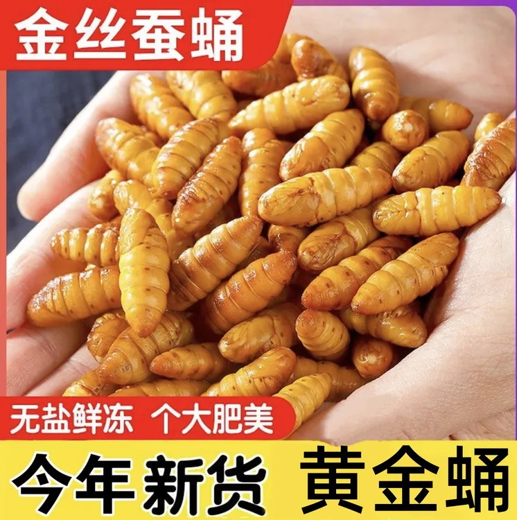 【坏单包赔】精选山东金丝蚕蛹小黄蛹茧蛹金丝蛹黄金蛹活体速冻发货