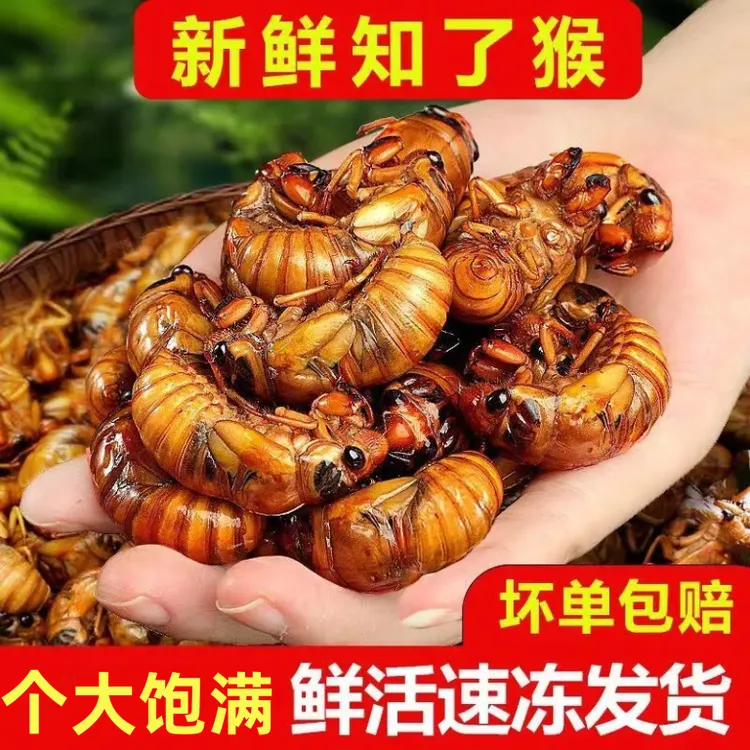 【顺丰包邮】山东大个头知了猴 节流鬼 爬叉猴 知了龟金蝉白蝉批发