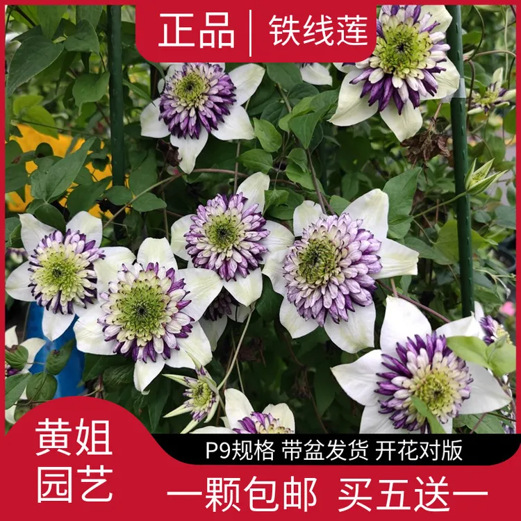 黄姐园艺F系列铁线莲乌托邦倒影新幻紫P9规格根系饱满原盆土发货