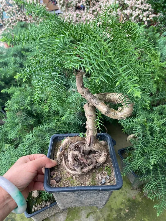 澳洲杉高档盆景室内办公室四季常青净化空气