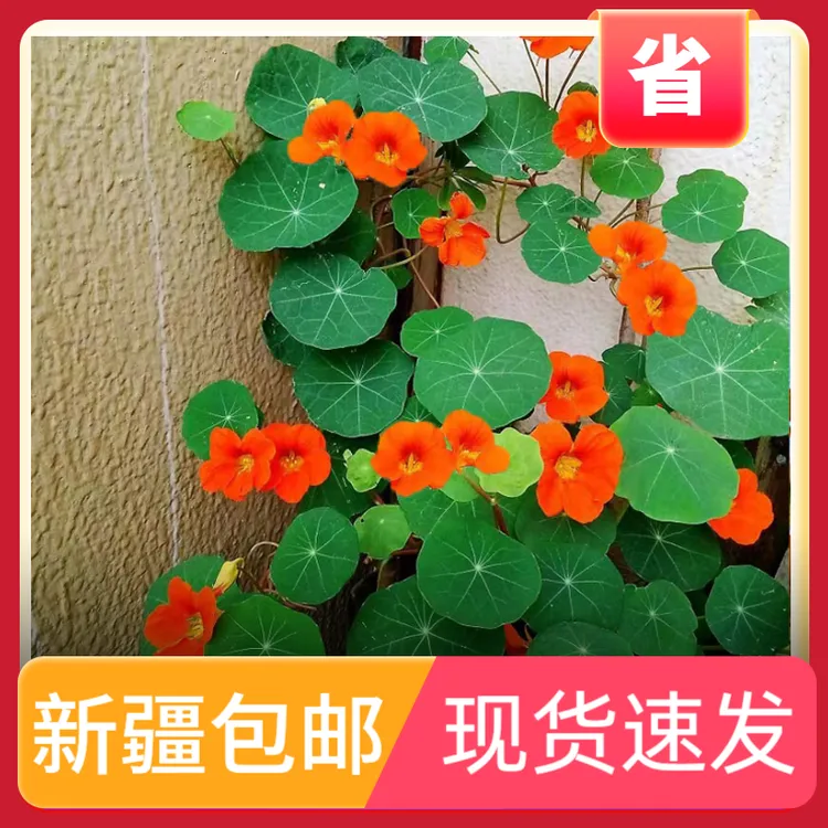 【新疆包邮】爬藤旱金莲花种子四季播种室内种子室外花卉盆栽