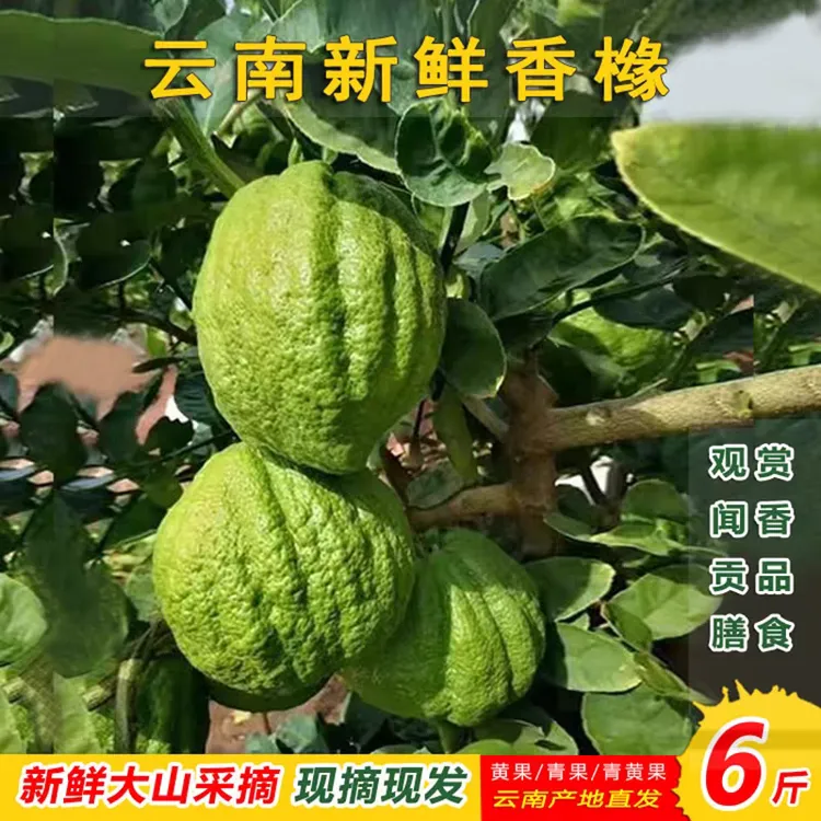 云南香缘大果新鲜水果果佛手柑香橼农家自种香园非金华1-6斤现摘