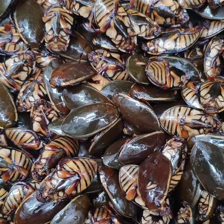 金边龙虱 水老鳖【冷冻发货】
