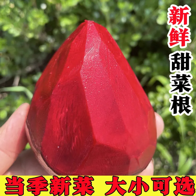 甜菜根新鲜现挖发货甜菜头精选甜菜红菜头纯红多汁甜红菜头菜根汁
