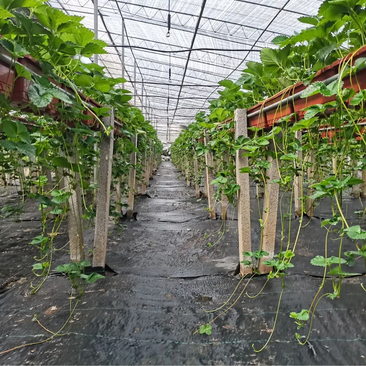 艳梅+金港--高架-地栽育苗手册工具