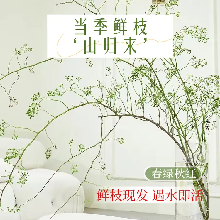 【山归来】鲜切支水培植物蔷薇果水养室内桌面花卉日式造型装饰插花
