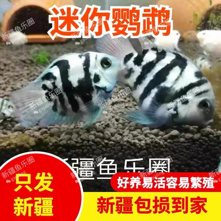 新疆鱼乐圈迷你鹦鹉热带观赏鱼可混养可繁殖短鲷白金蓝宝