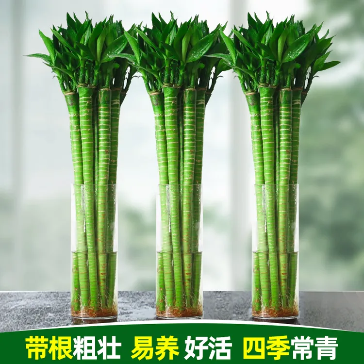 学生文昌竹带根水养鲜花水培花卉室内绿盆栽室内茶室文昌富贵竹