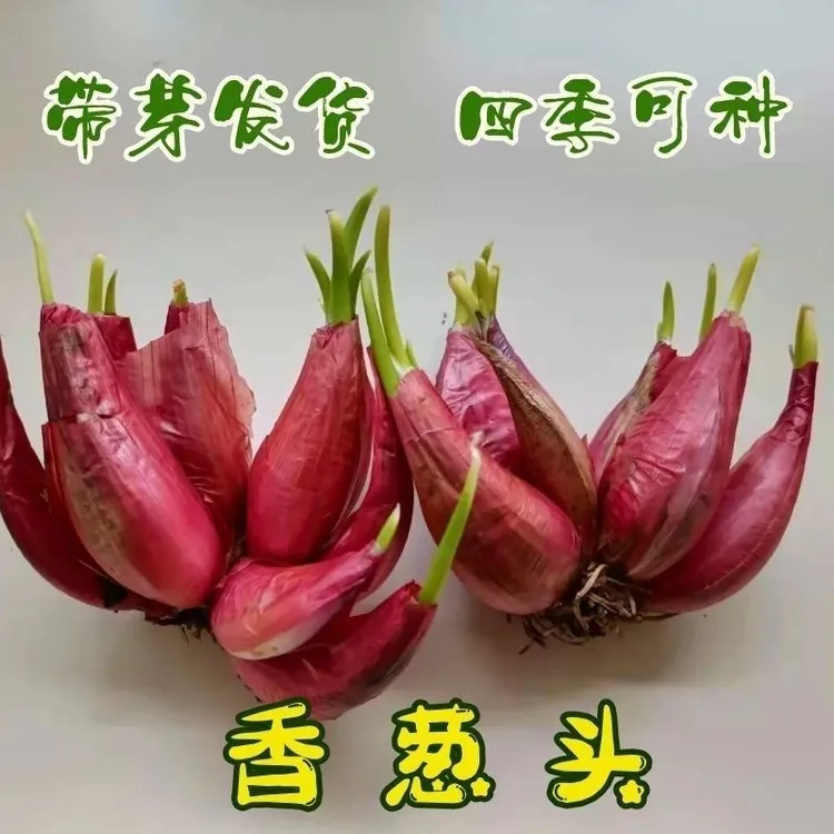 阳台四季小香葱香葱头阳台院子火葱毛葱黄葱红葱头香葱头红葱农家