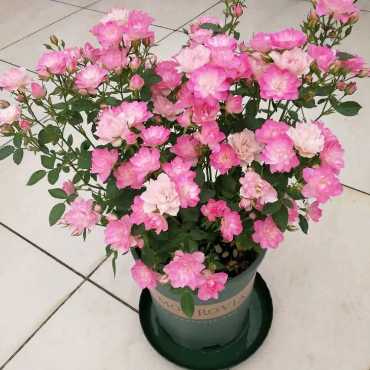 阳台盆栽多季开花微月天荷繁星荷花型花勤花迷你月季颜色深浅变化