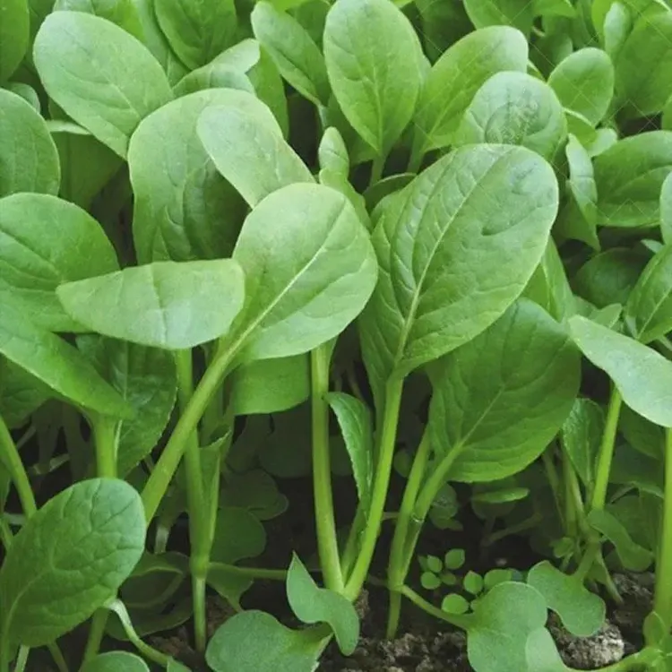 四季鸡毛菜种籽耐寒速生小白菜小青菜小油菜盆栽庭院种植蔬菜种子