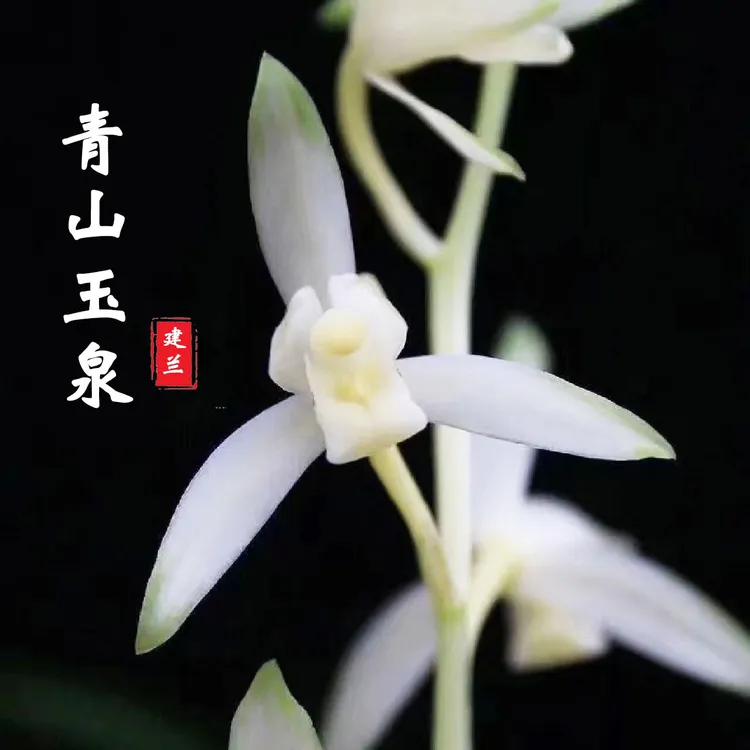 花开带香味建兰青山玉泉 花卉绿植盆栽闻香观花兰花