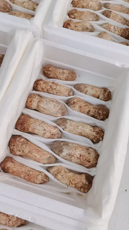 东北延边本地新鲜松茸新鲜现摘新鲜松茸