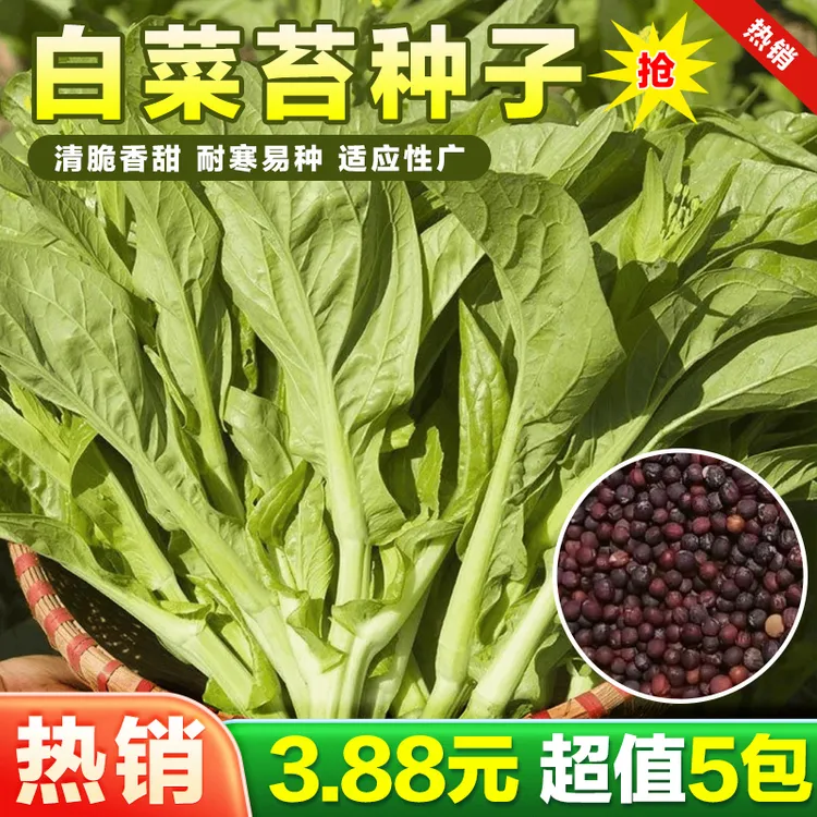 白菜苔种子种籽菜种苔菜四季菜心菜苔蔬菜种子 商品图