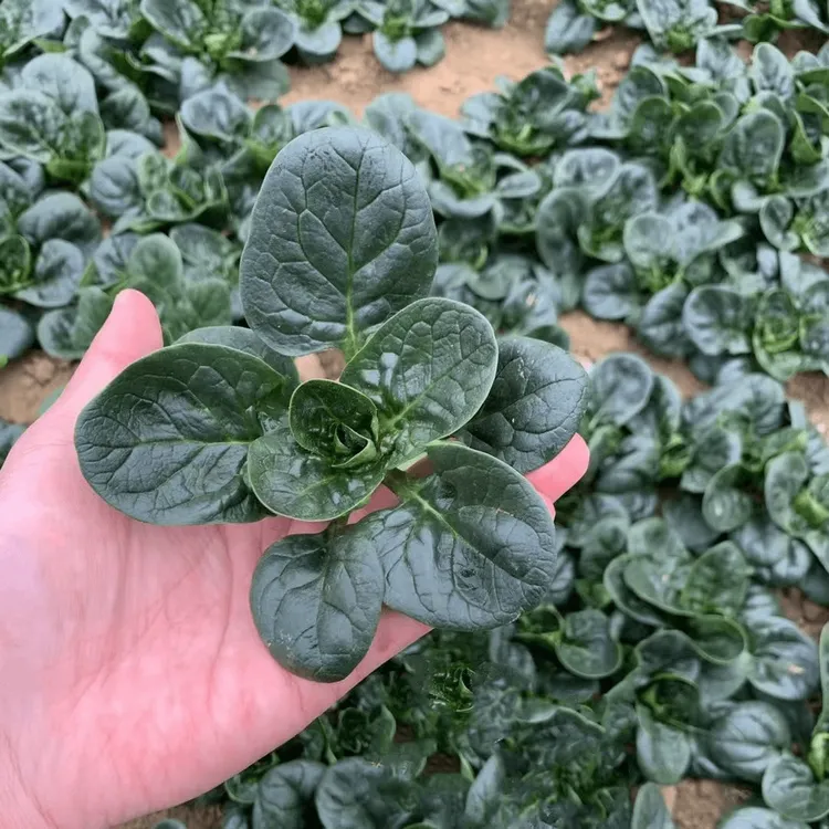 【抢！8包】四季阳台花盆可种春夏季耐热耐寒菠菜小青菜种籽