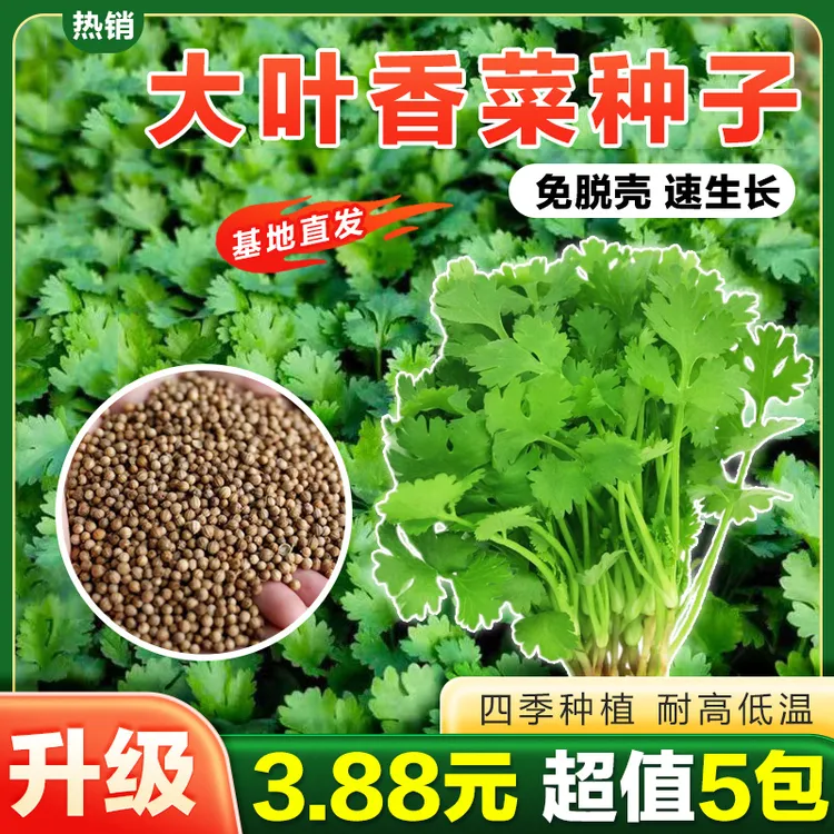 【5包】大叶香菜种子耐热耐抽薹芫荽种籽春秋四季蔬菜盆栽蔬