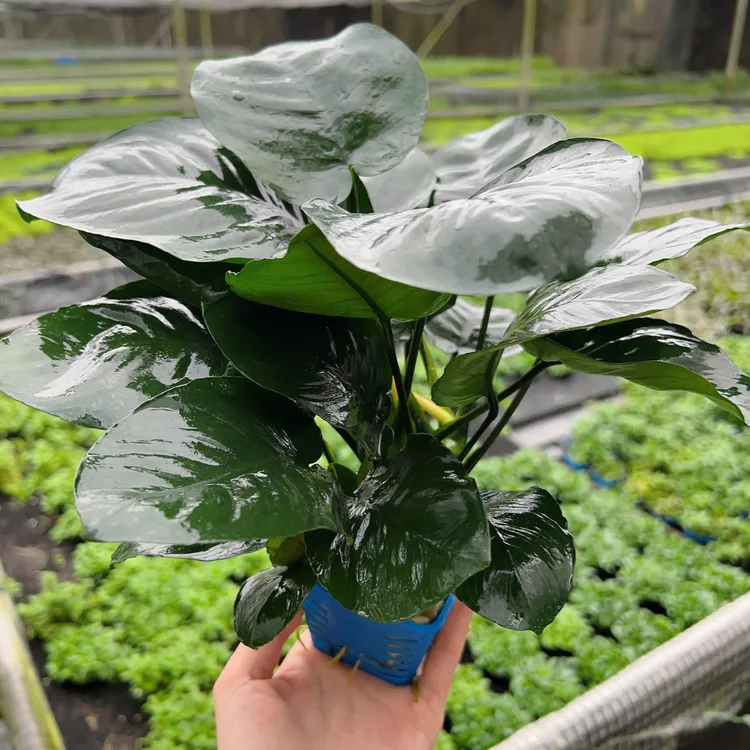 发财大榕好养造景阴性水草懒人新手鱼缸水草造景养不死