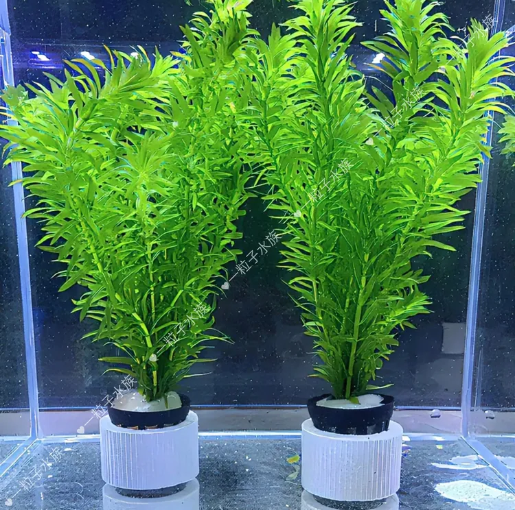 蜈蚣草阴性水草好养活可净化水质适合鱼缸造景新手