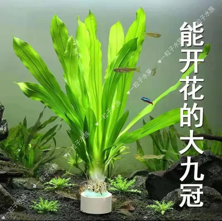 绿九冠大九冠小九冠皇冠类水草新手懒人水草好养鱼缸小白水草