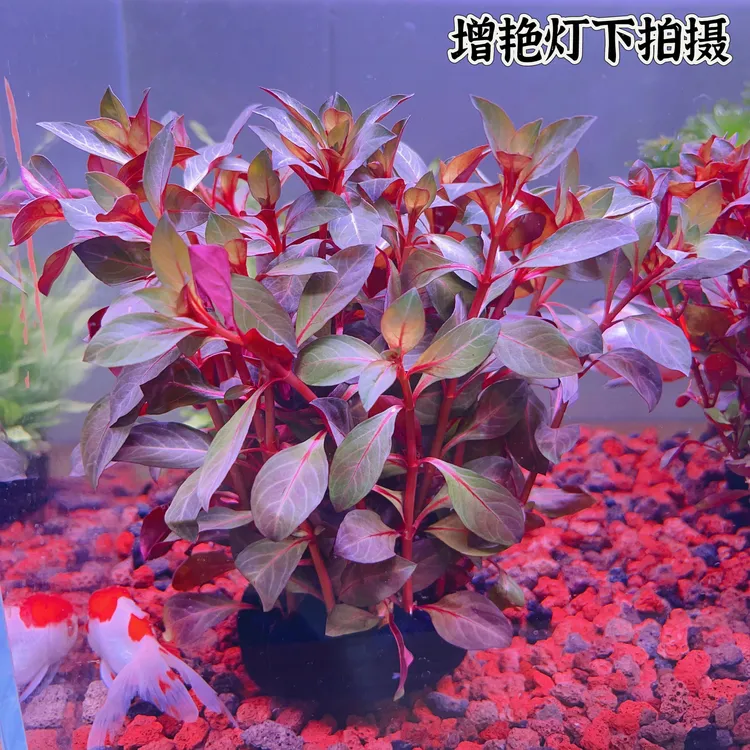 紫红火焰丁香大红丁香坨草水草好养真草阴性水草新手小白鱼缸造景
