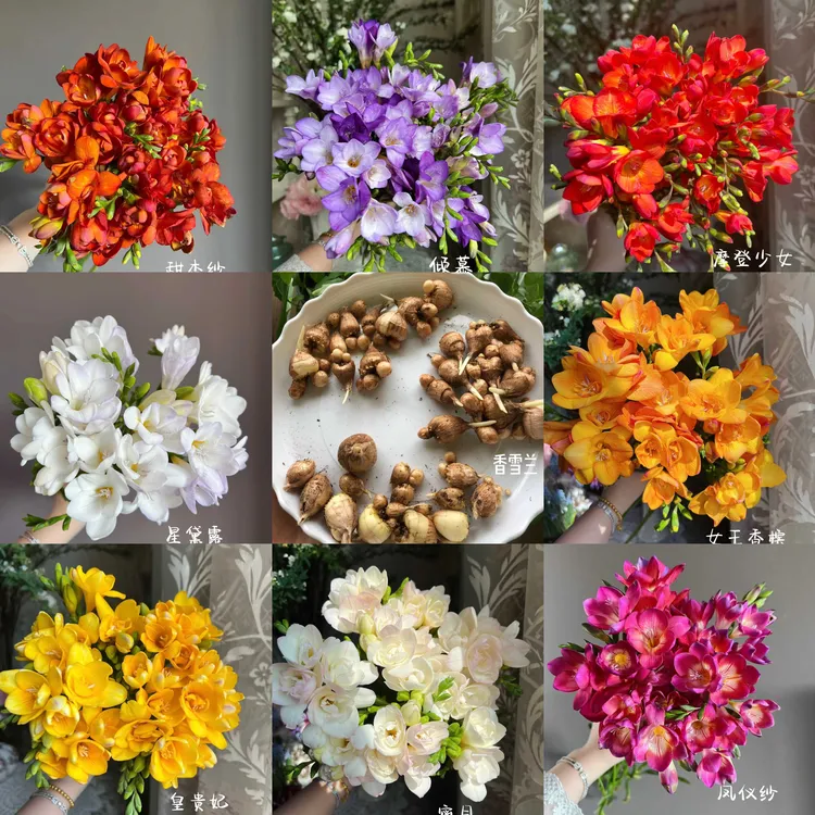 香雪兰种球批发小苍兰一斤装60个球四季易种开花耐寒浓香花卉种子