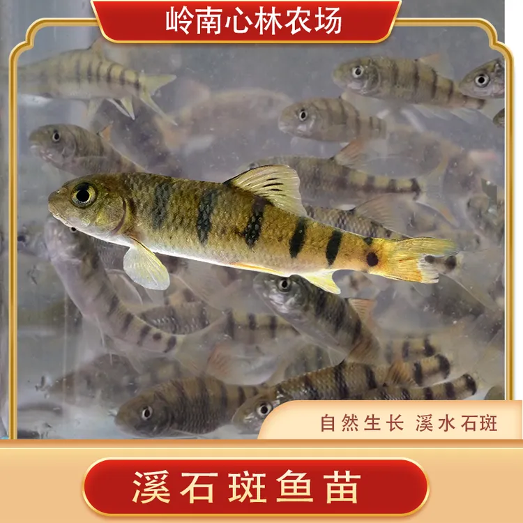  溪石斑鱼苗食用原生石斑鱼活鱼现发溪石斑大苗小苗