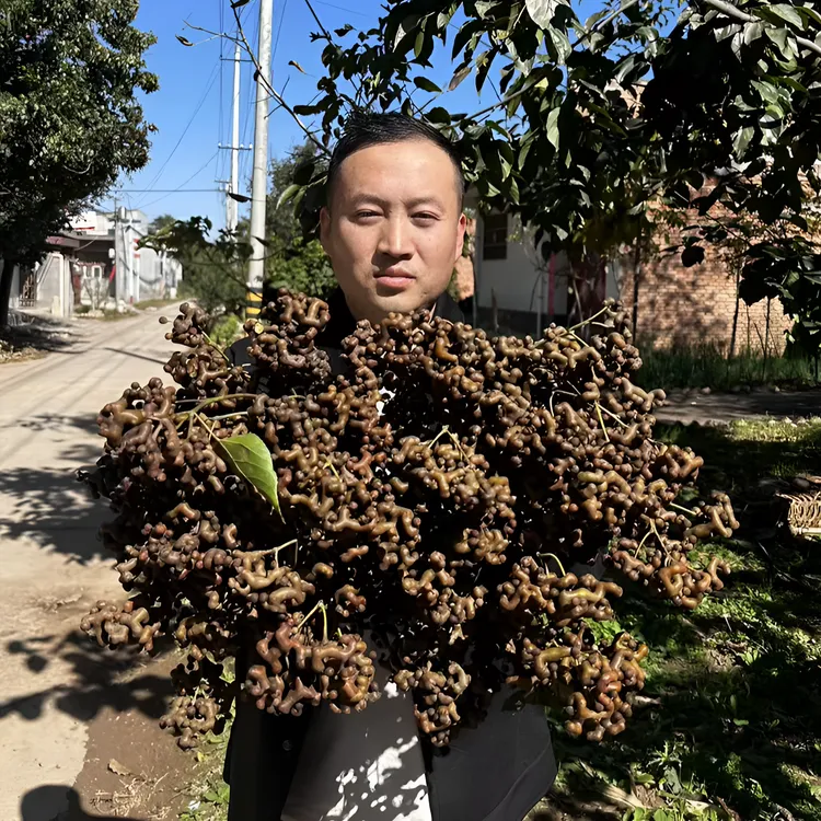 2025年陕西秦岭拐枣鸡爪梨1/2/3/4斤新鲜万寿果金钩梨生吃泡酒